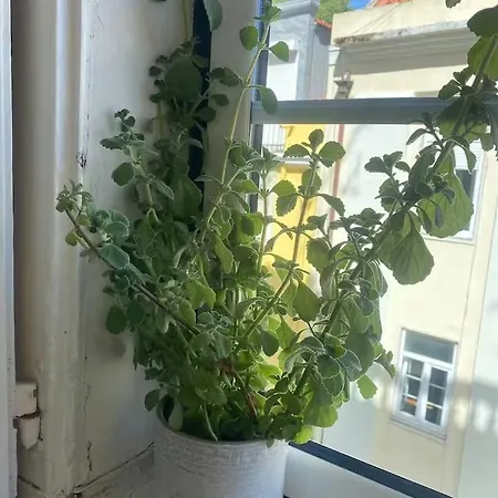 Amazing Viwe Appartement *